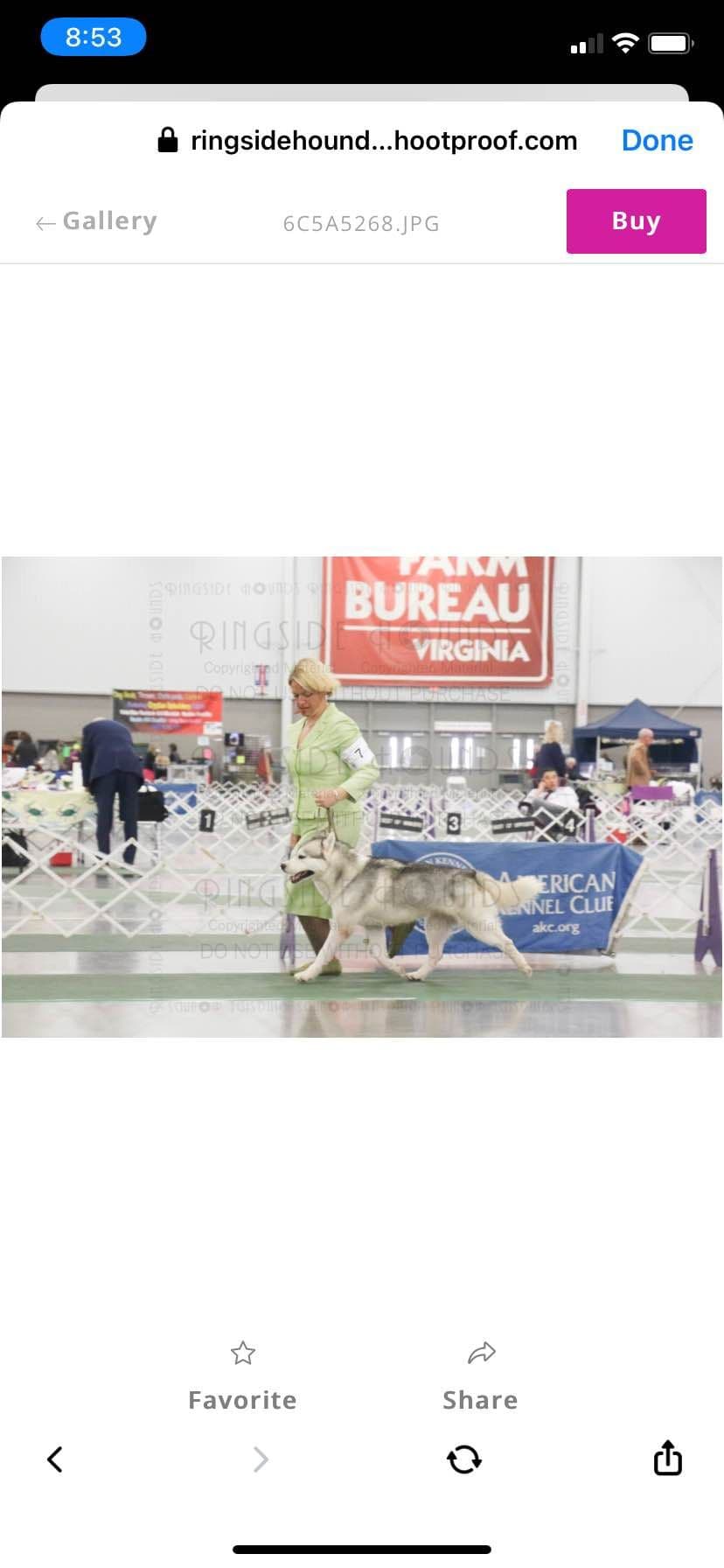 Multi Champion sired Siberian Husky Puppies breeder image 18