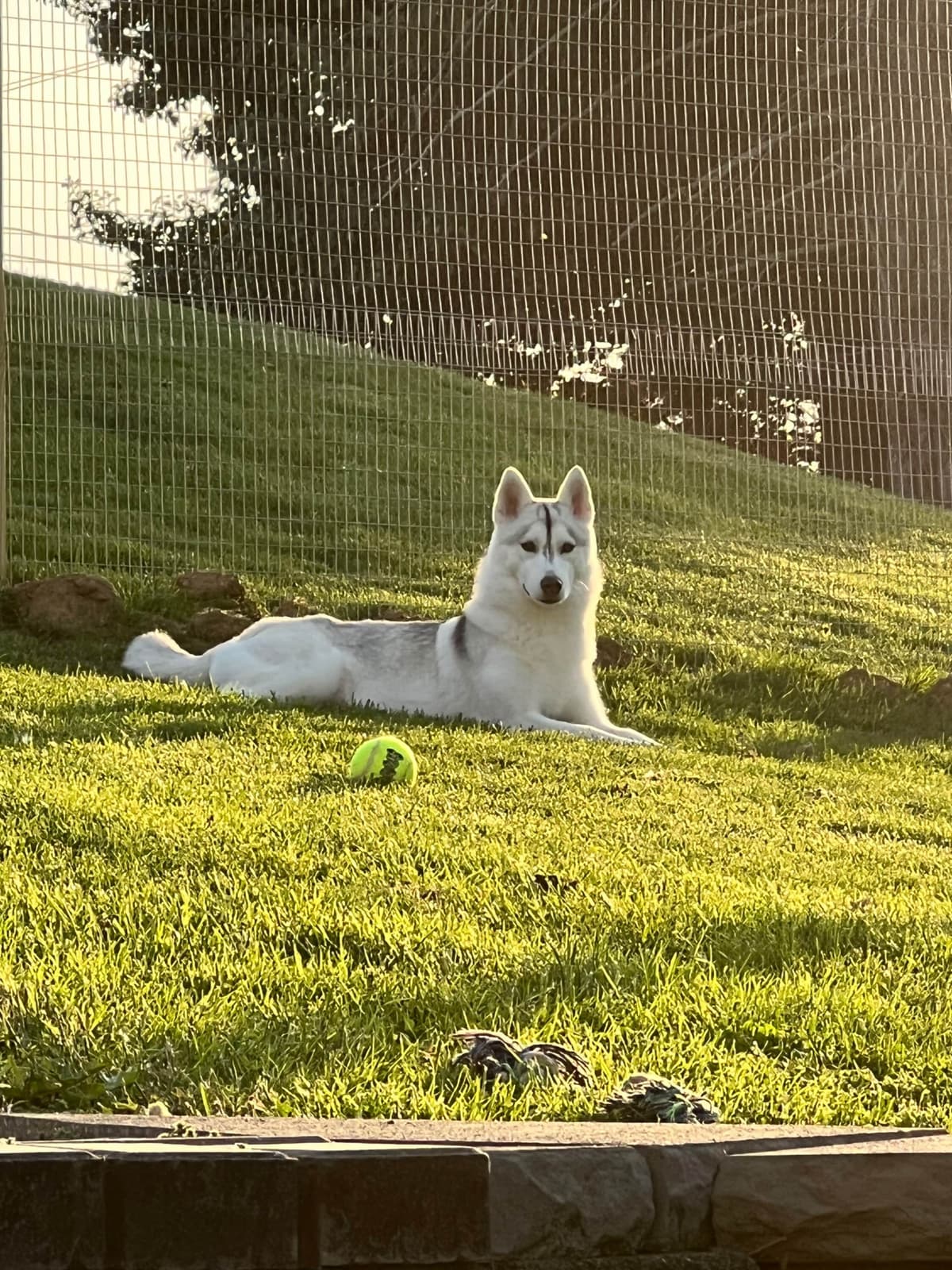 Multi Champion sired Siberian Husky Puppies breeder image 20
