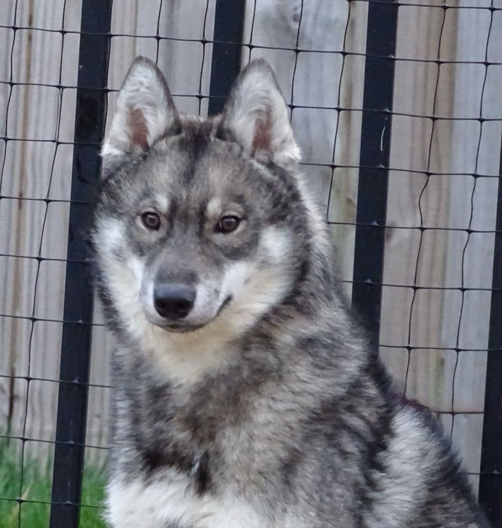 Multi Champion sired Siberian Husky Puppies breeder image 21