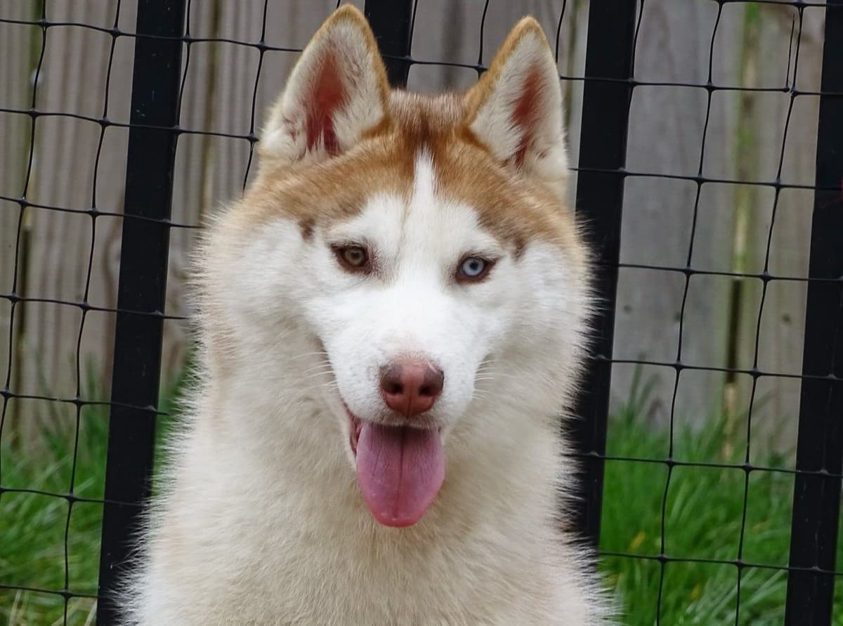 Multi Champion sired Siberian Husky Puppies breeder image 22