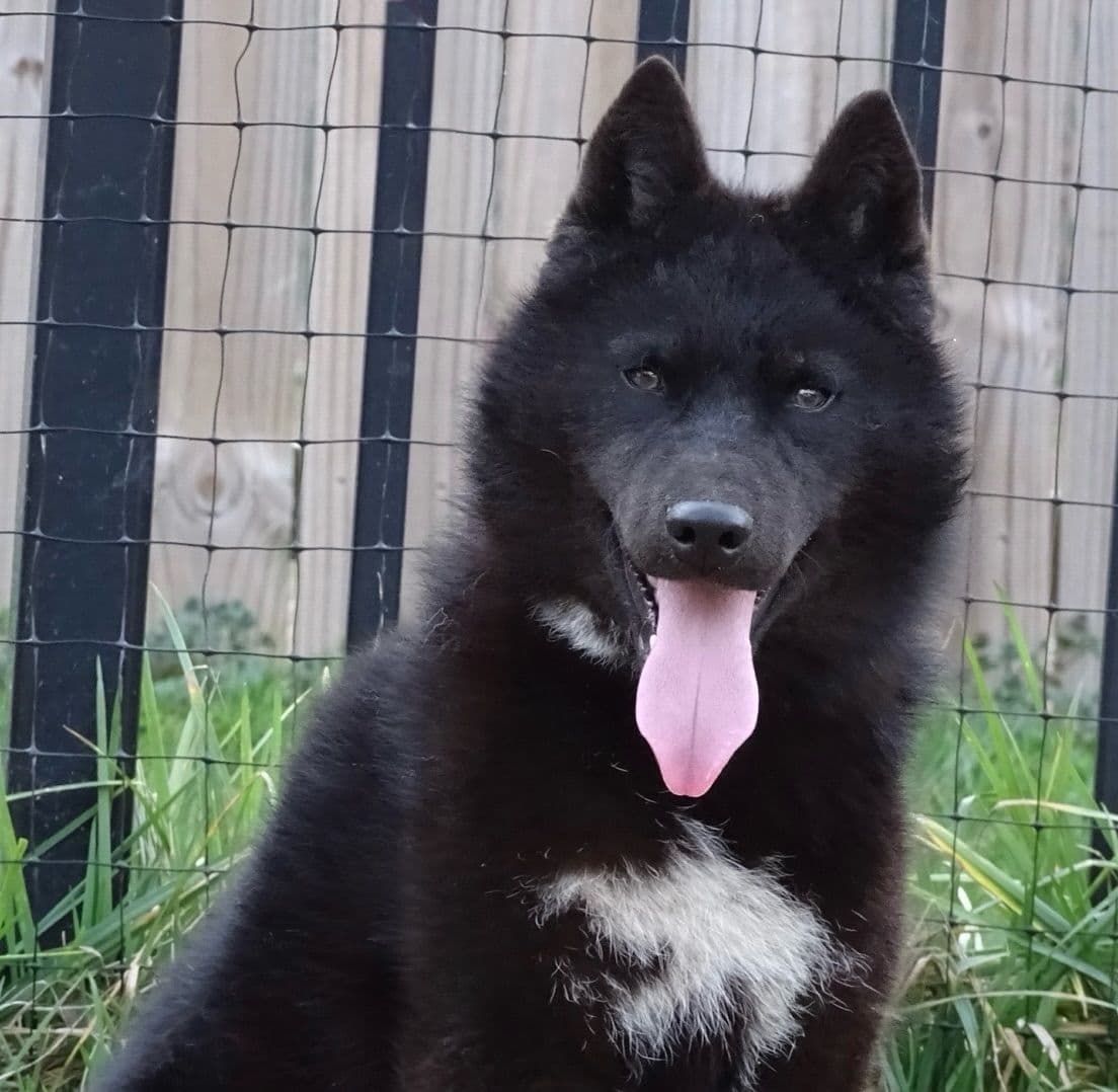 Multi Champion sired Siberian Husky Puppies breeder image 23