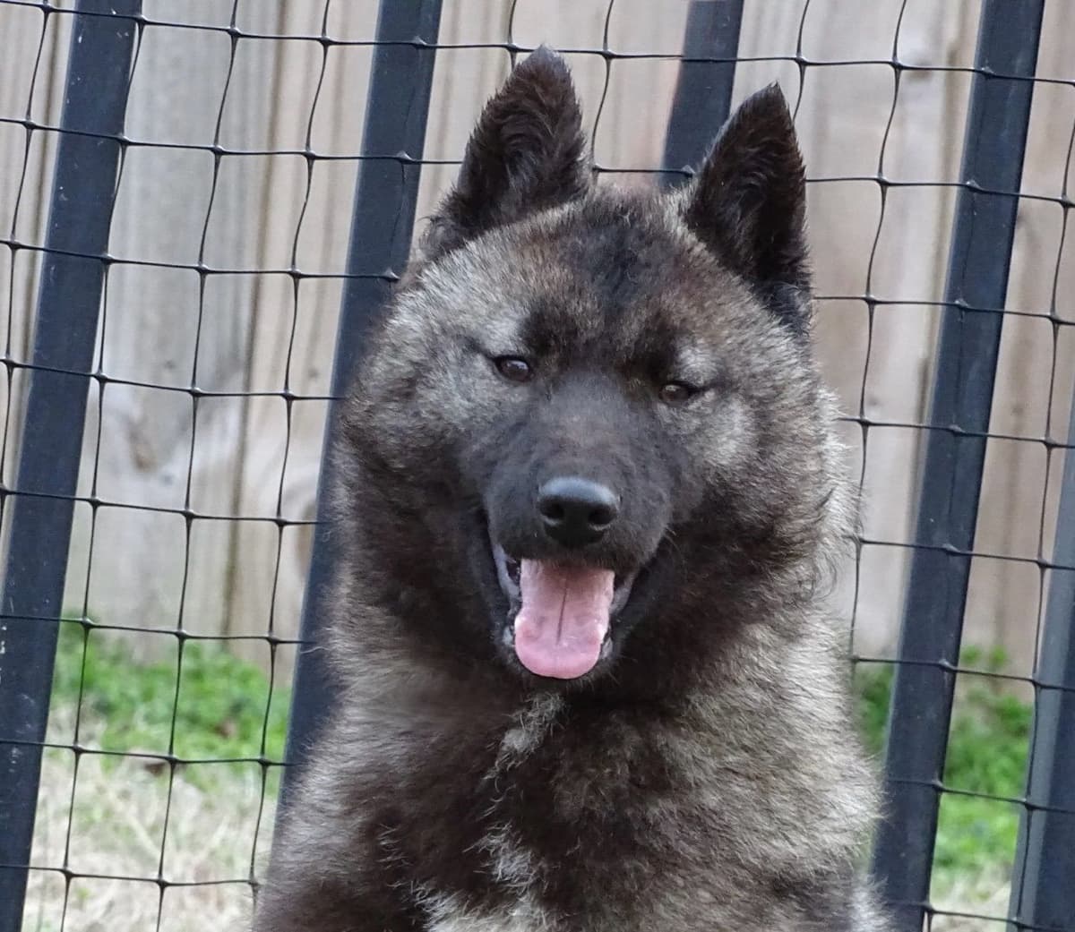 Multi Champion sired Siberian Husky Puppies breeder image 24