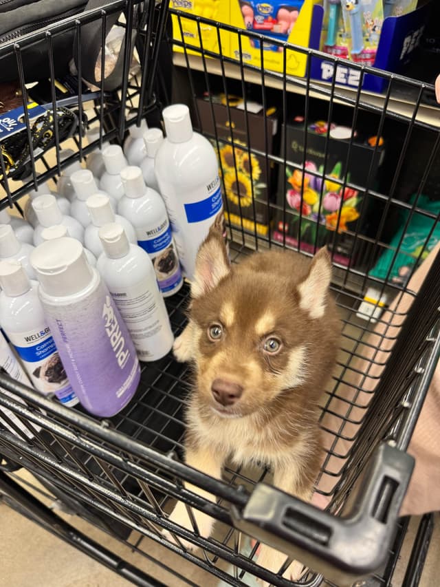 Multi Champion sired Siberian Husky Puppies media 7