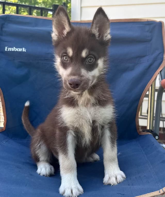 Multi Champion sired Siberian Husky Puppies media 5
