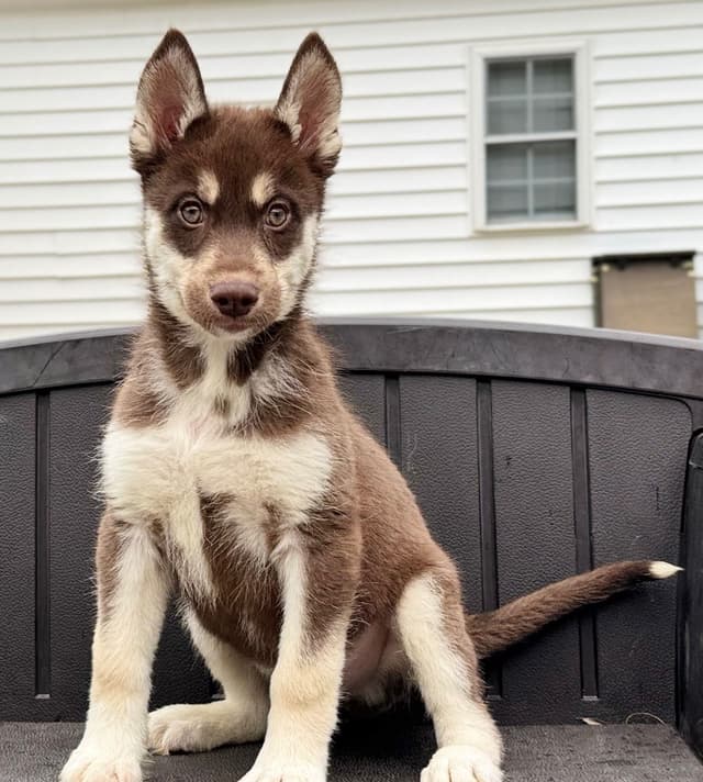 Multi Champion sired Siberian Husky Puppies media 4