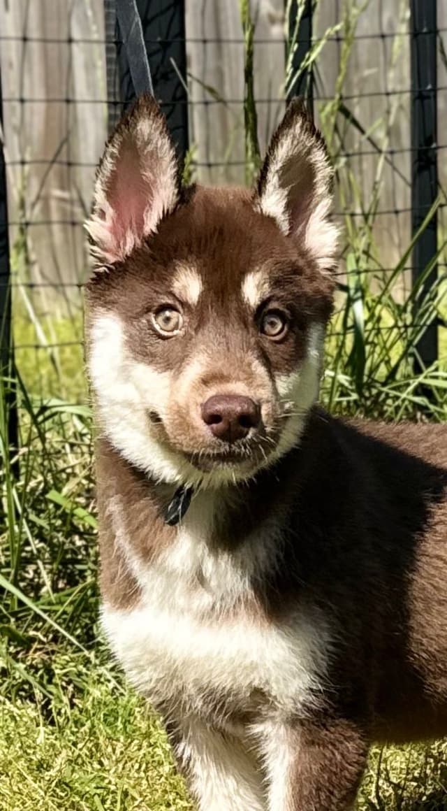 Multi Champion sired Siberian Husky Puppies media 8