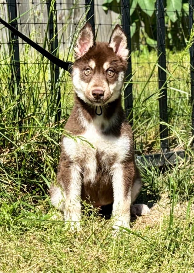Multi Champion sired Siberian Husky Puppies media 9
