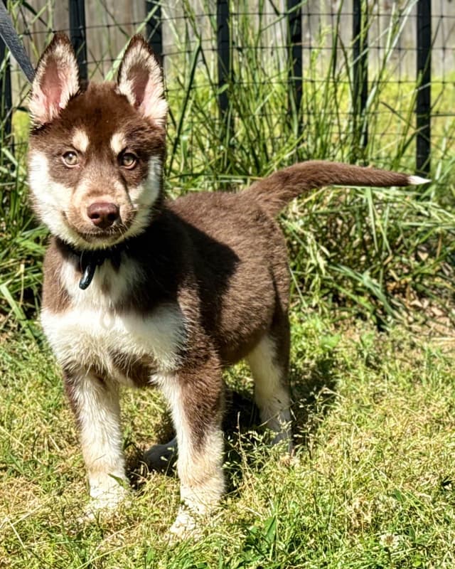 Multi Champion sired Siberian Husky Puppies media 3