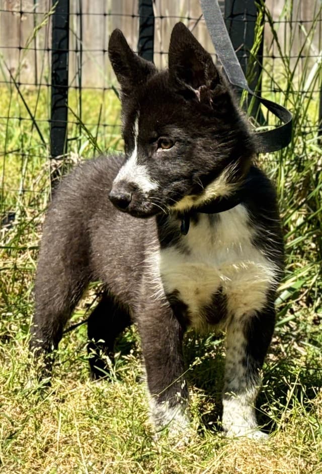Show and working lined Siberian Husky Puppy media 5