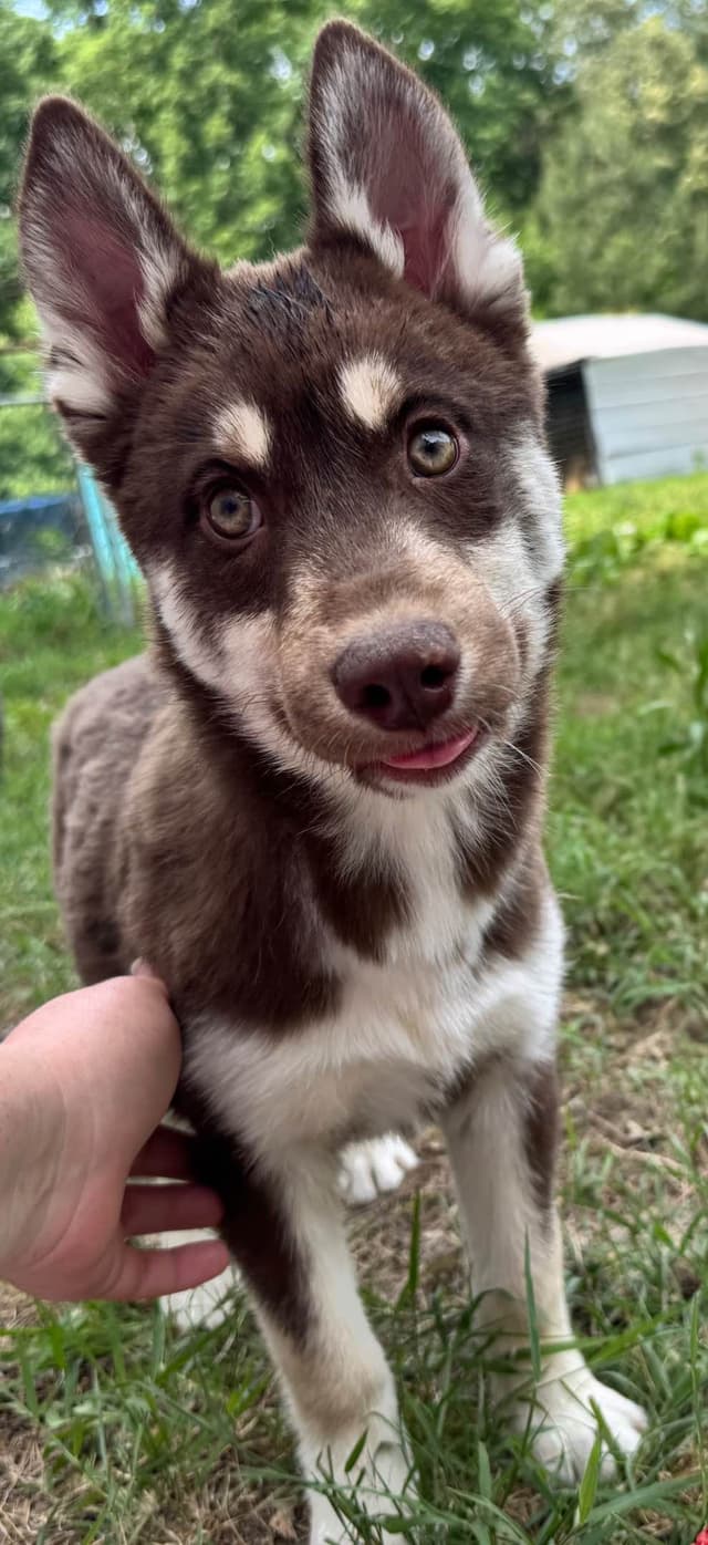 Multi Champion sired Siberian Husky Puppies media 2