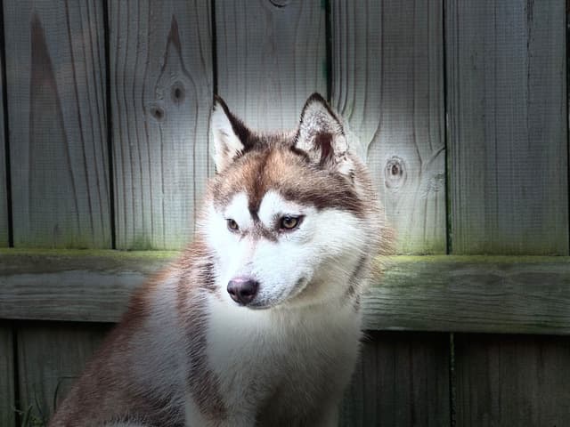 Multi CH sired Siberian Husky female media 2