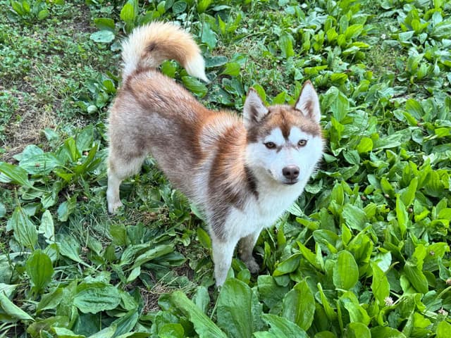 Multi CH sired Siberian Husky female media 3