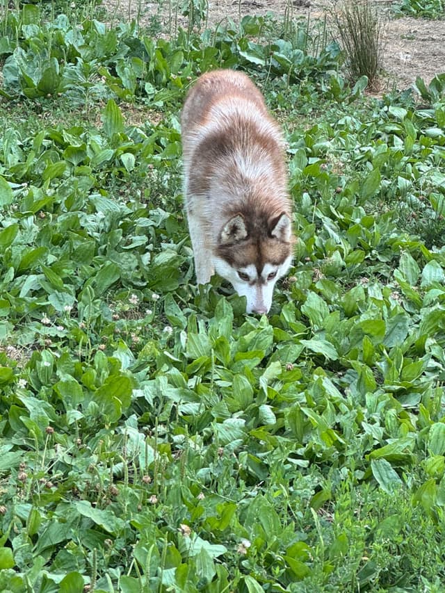 Multi CH sired Siberian Husky female media 4