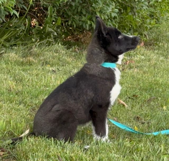 Show and working lined Siberian Husky Puppy media 6
