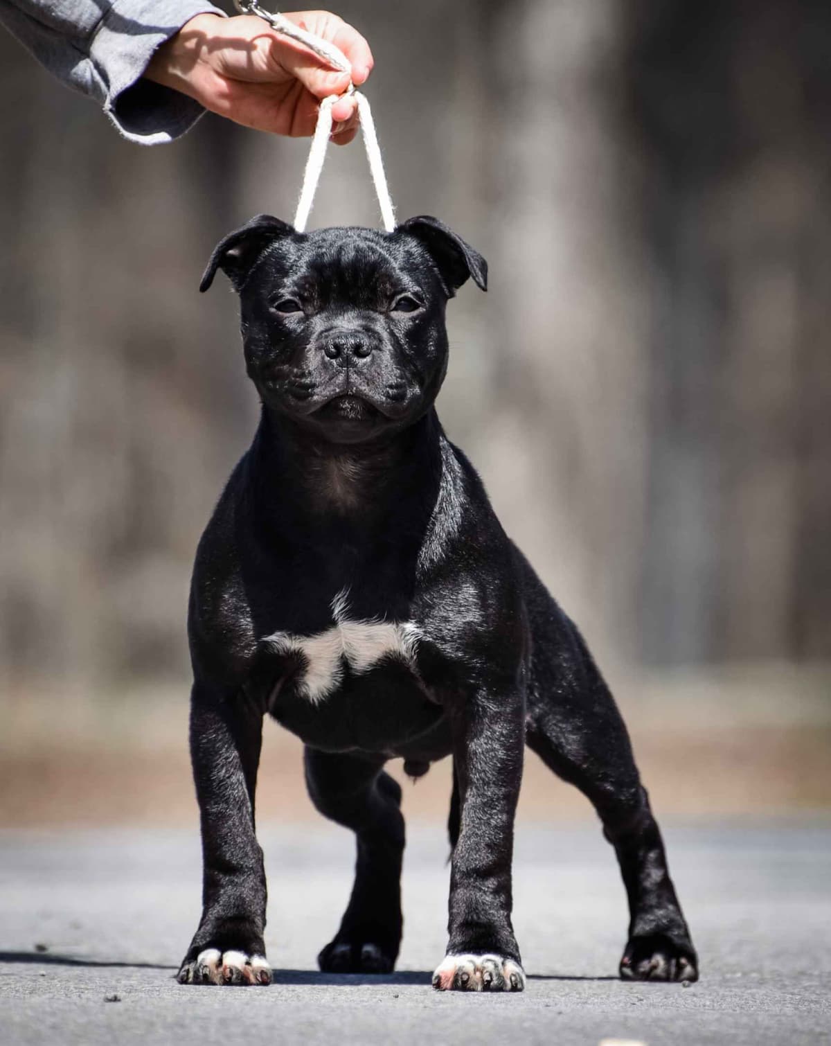 GCHS Keyser x GCHB Raven breeder image 2
