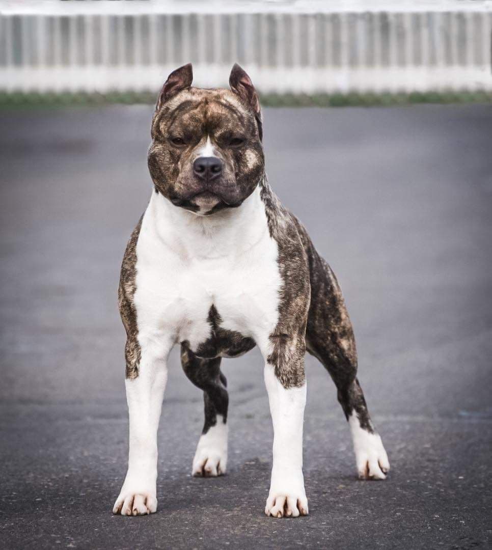 GCHS Keyser x GCHB Raven breeder image 3