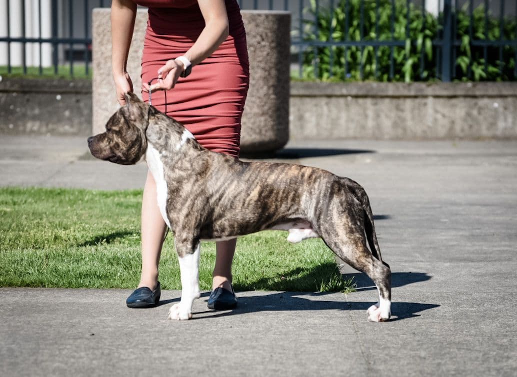 GCHS Keyser x GCHB Raven breeder image 4