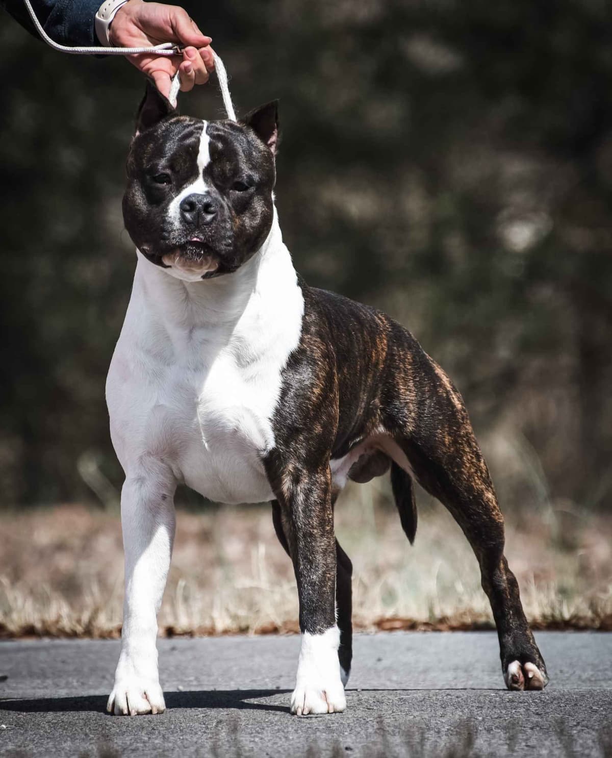 GCHS Keyser x GCHB Raven breeder image 5