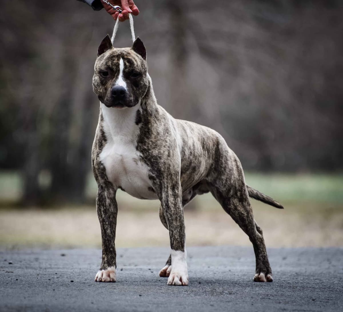 GCHS Keyser x GCHB Raven breeder image 1