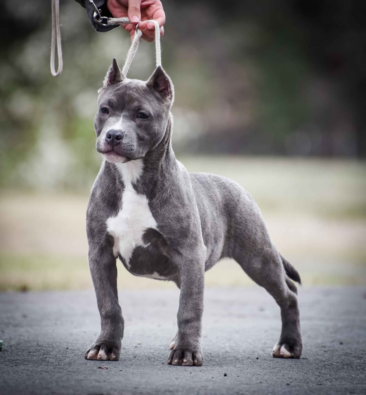 GCHS Keyser x GCHB Raven breeder image 6