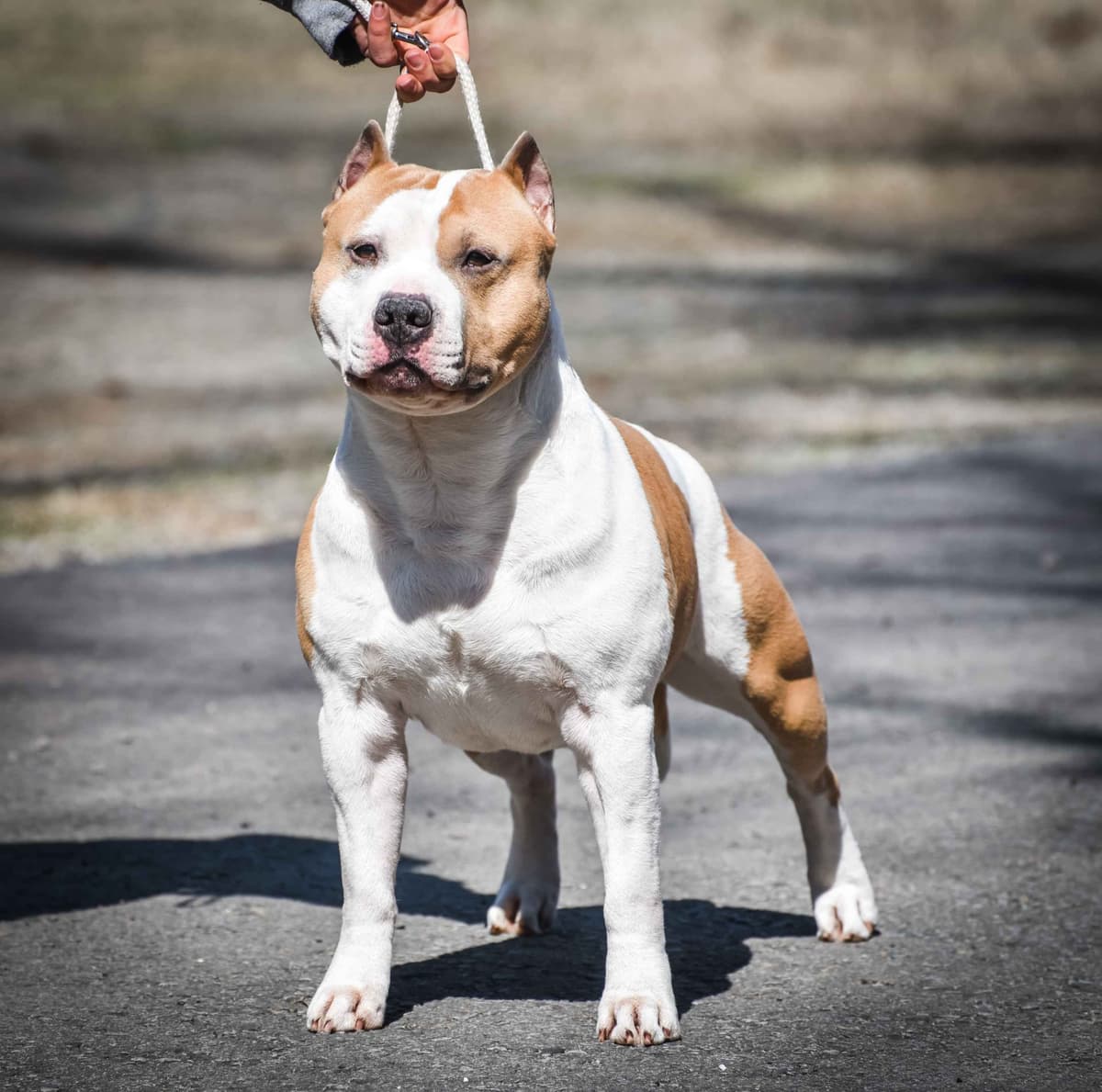 GCHS Keyser x GCHB Raven breeder image 7