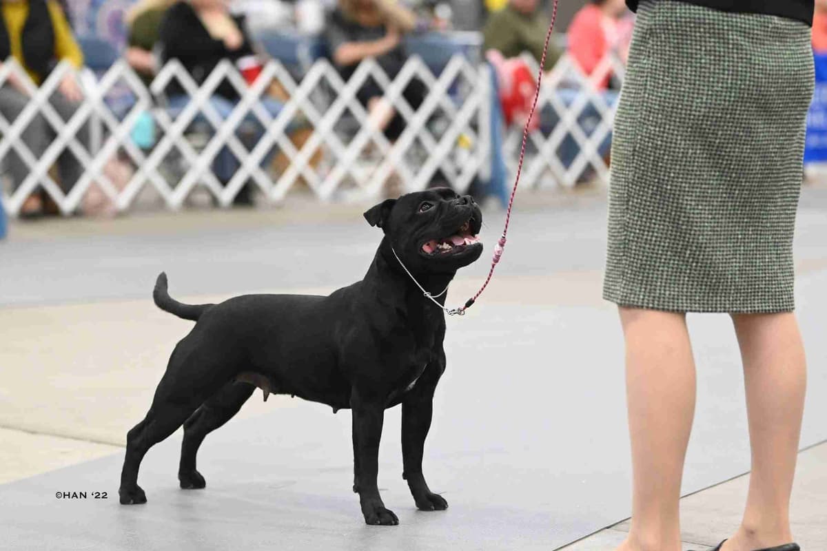 GCHS Keyser x GCHB Raven breeder image 8