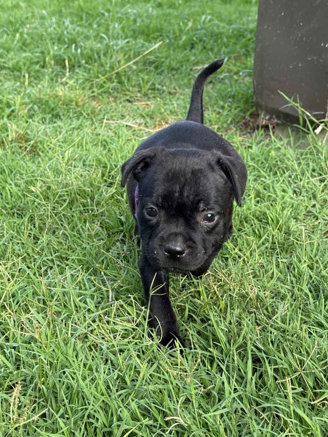 GCHS Keyser x GCHB Raven media 2