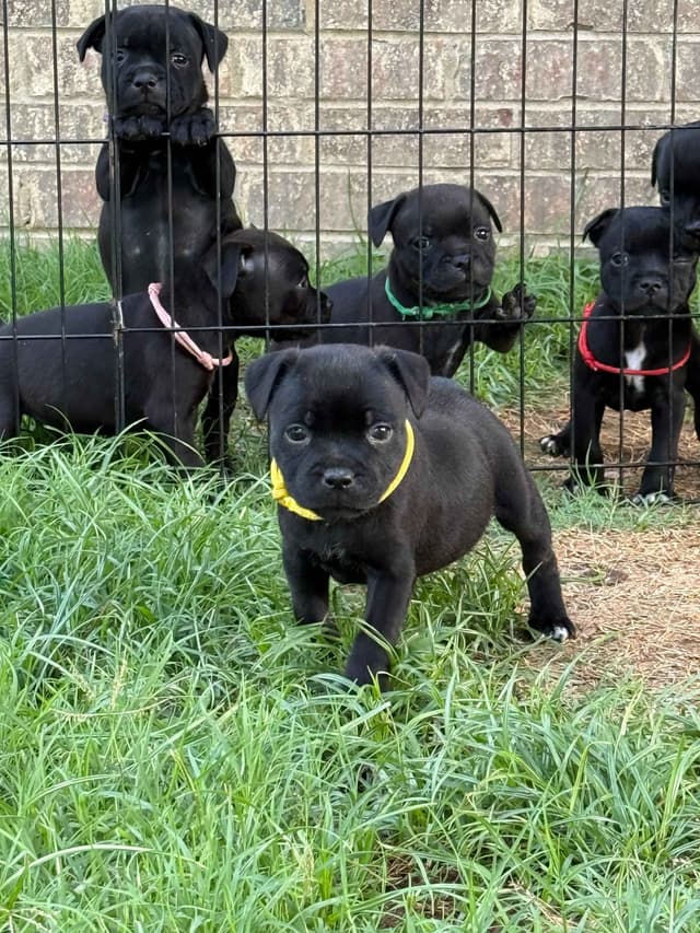 GCHS Keyser x GCHB Raven media 3