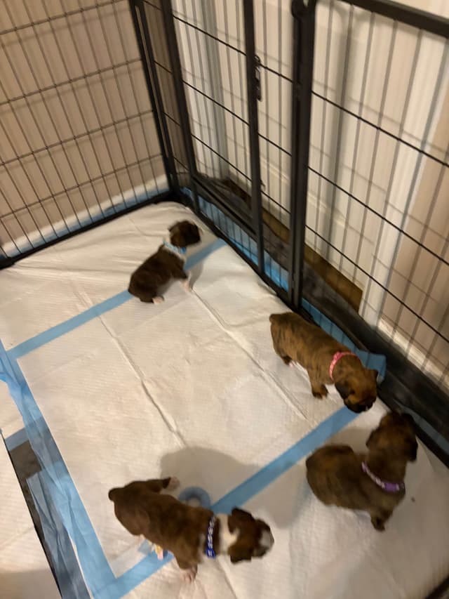 Female Boxer Puppy media 2
