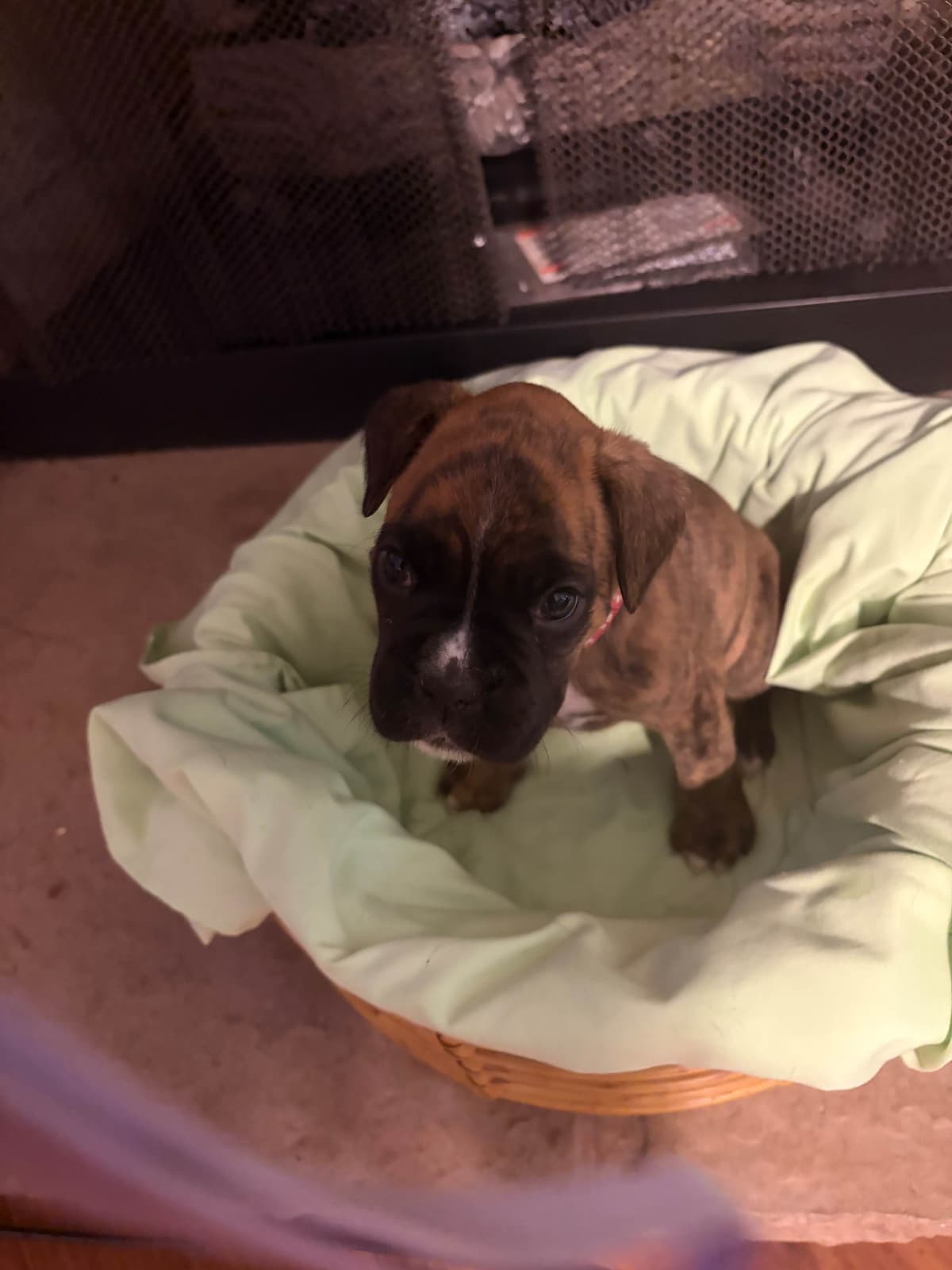 Female Boxer Puppy breeder image 3