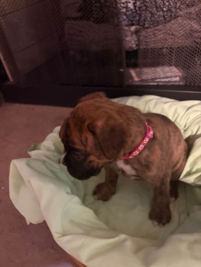 Female Boxer Puppy media 3
