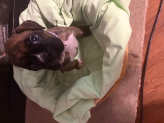 Female Boxer Puppy media 4