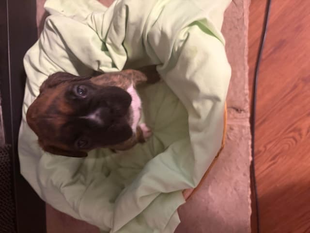 Female Boxer Puppy media 5