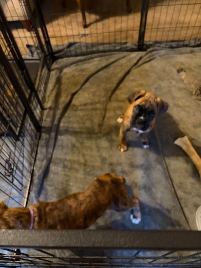 Female Boxer Puppy media 6