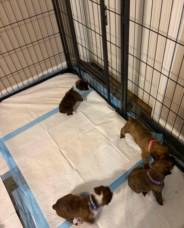 Female Boxer Puppy media 8