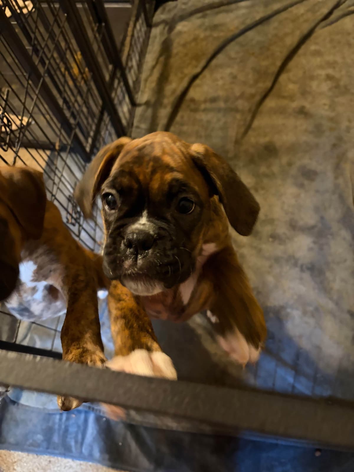 Female Boxer Puppy breeder image 5
