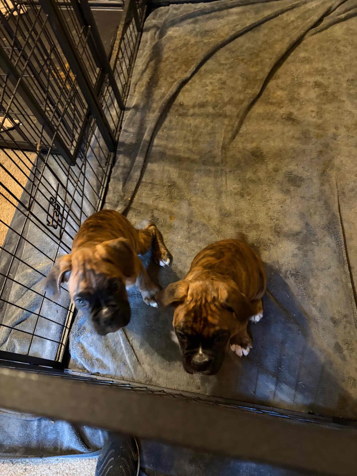 Female Boxer Puppy breeder image 6