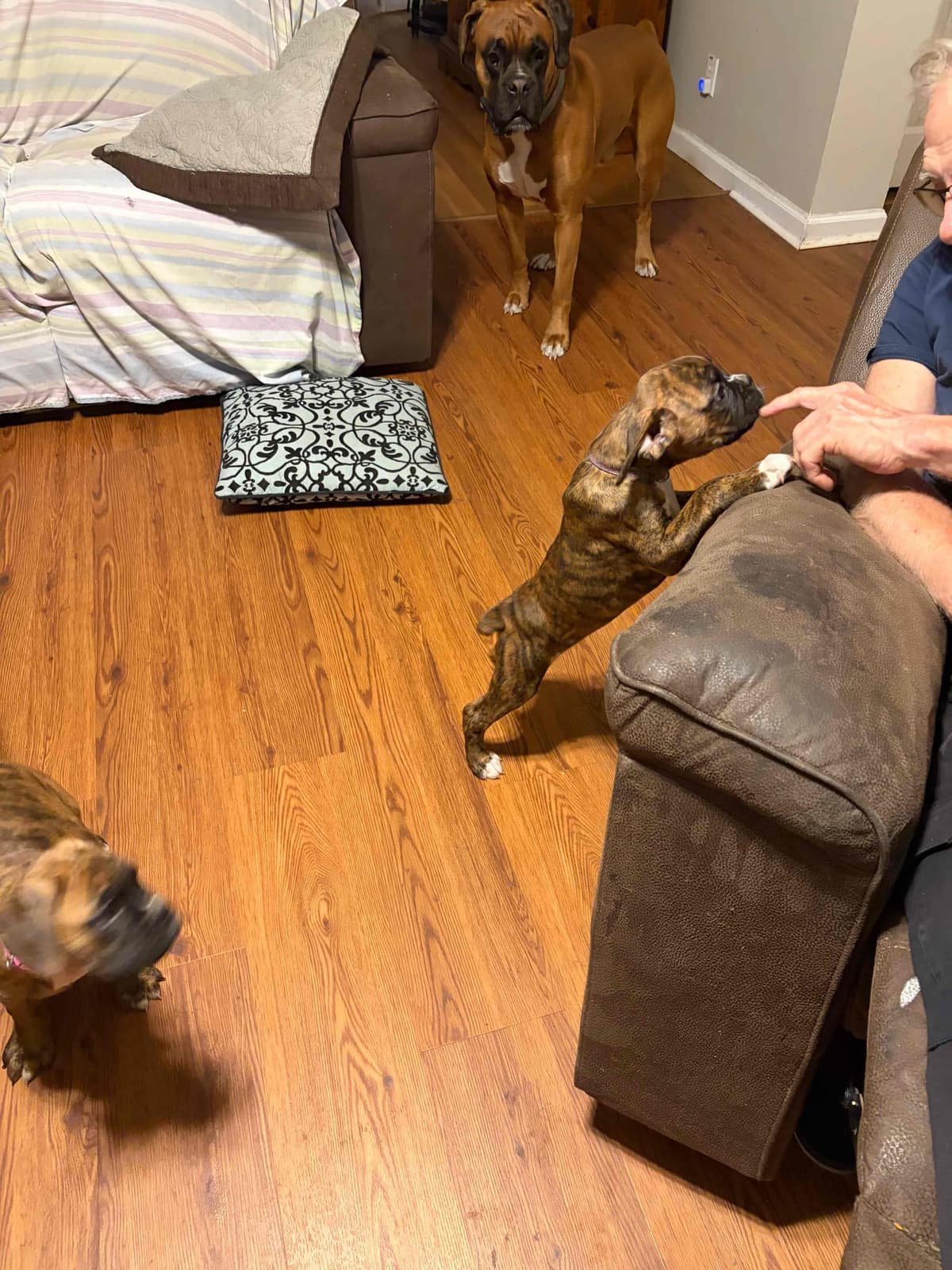Female Boxer Puppy breeder image 7