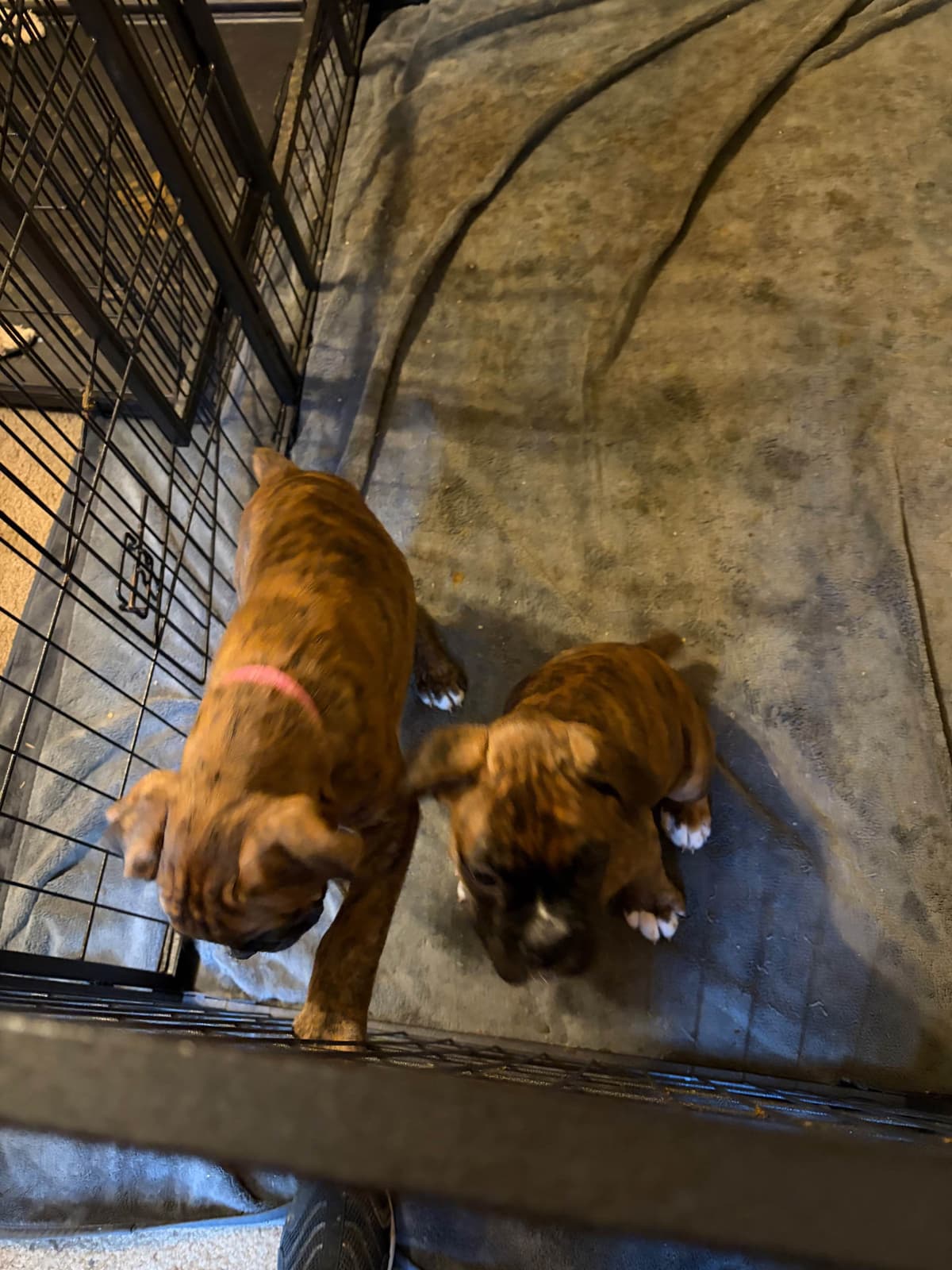 Female Boxer Puppy breeder image 10