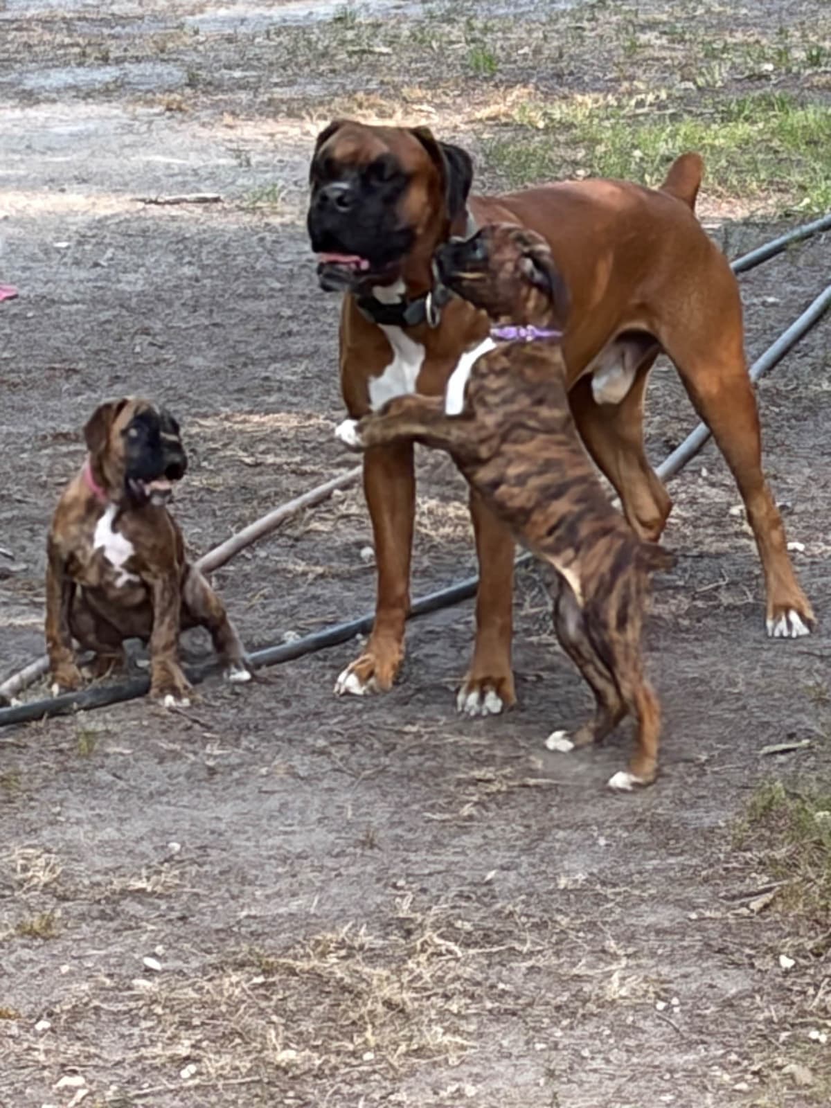 Female Boxer Puppy breeder image 8