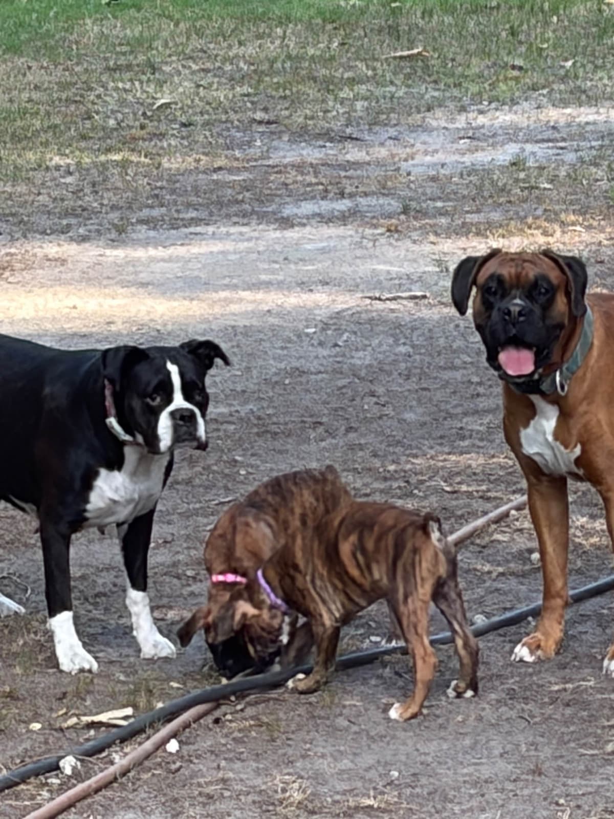 Female Boxer Puppy breeder image 9