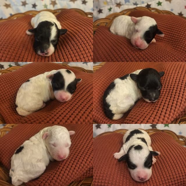 Toy Poodle Puppies / Ready now media 3