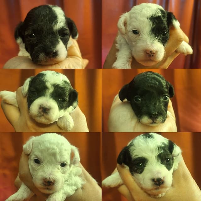 Toy Poodle Puppies / Ready now media 2
