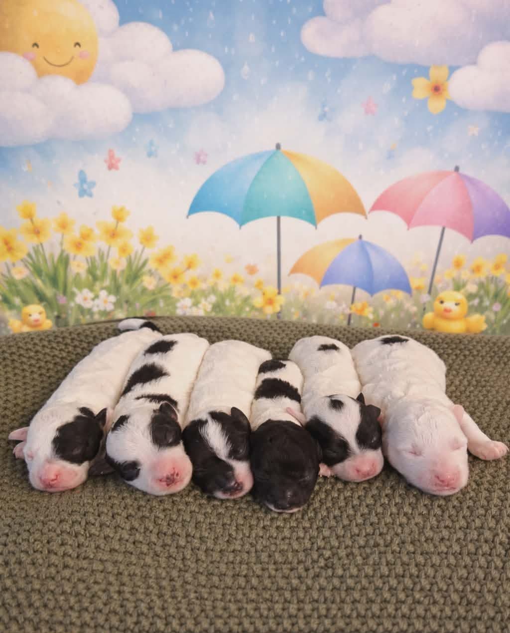 Toy Poodle Puppies / Ready now breeder image 1