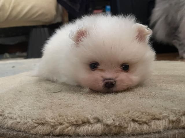 Precious Pomeranian Puppies media 2
