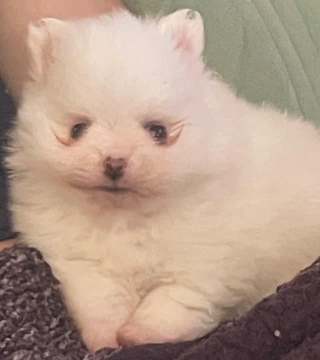 Precious Pomeranian Puppies media 3