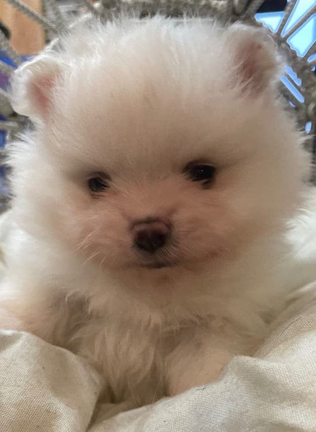 Precious Pomeranian Puppies media 4