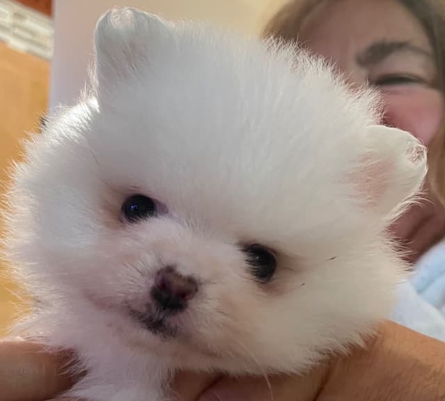Precious Pomeranian Puppies media 5