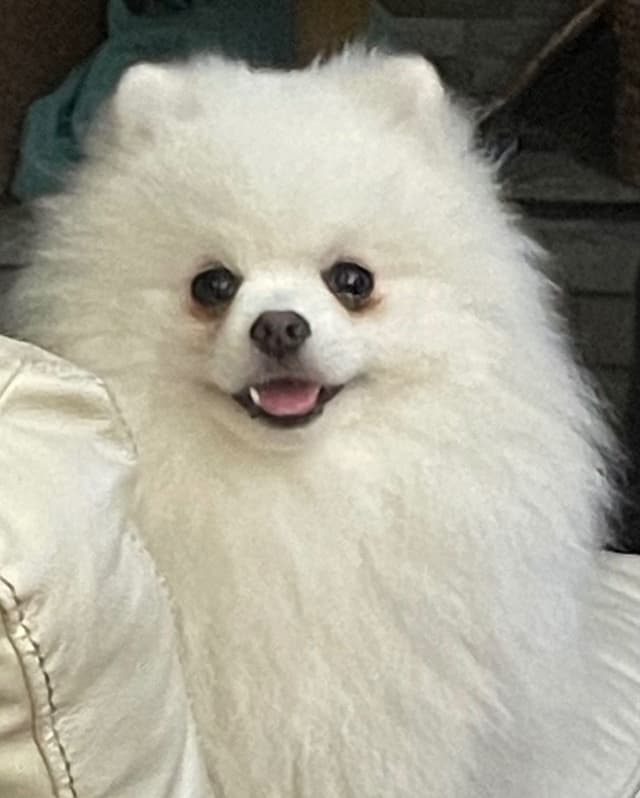 Precious Pomeranian Puppies media 6