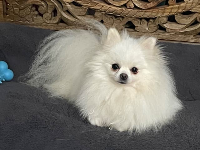 Precious Pomeranian Puppies media 7